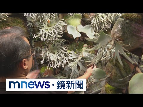 【獨家】開箱鹿角蕨專屬冷房！ 居家空間培育千萬「綠金」｜#鏡新聞