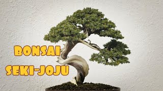 ✅BONSAI SEKI-JOJU COMPILATION 12