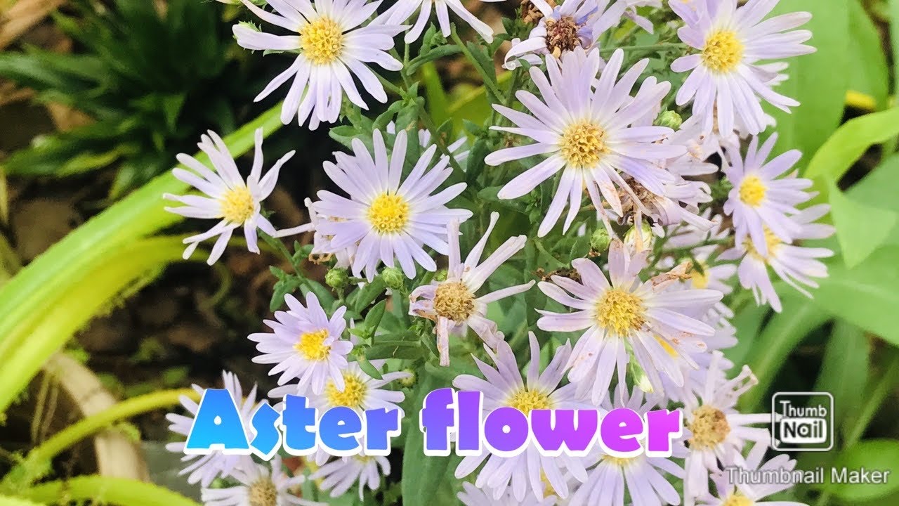 Facts about aster flower/gardening YouTube
