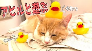 お風呂でアヒルに囲まれる猫が赤ちゃんすぎたwww