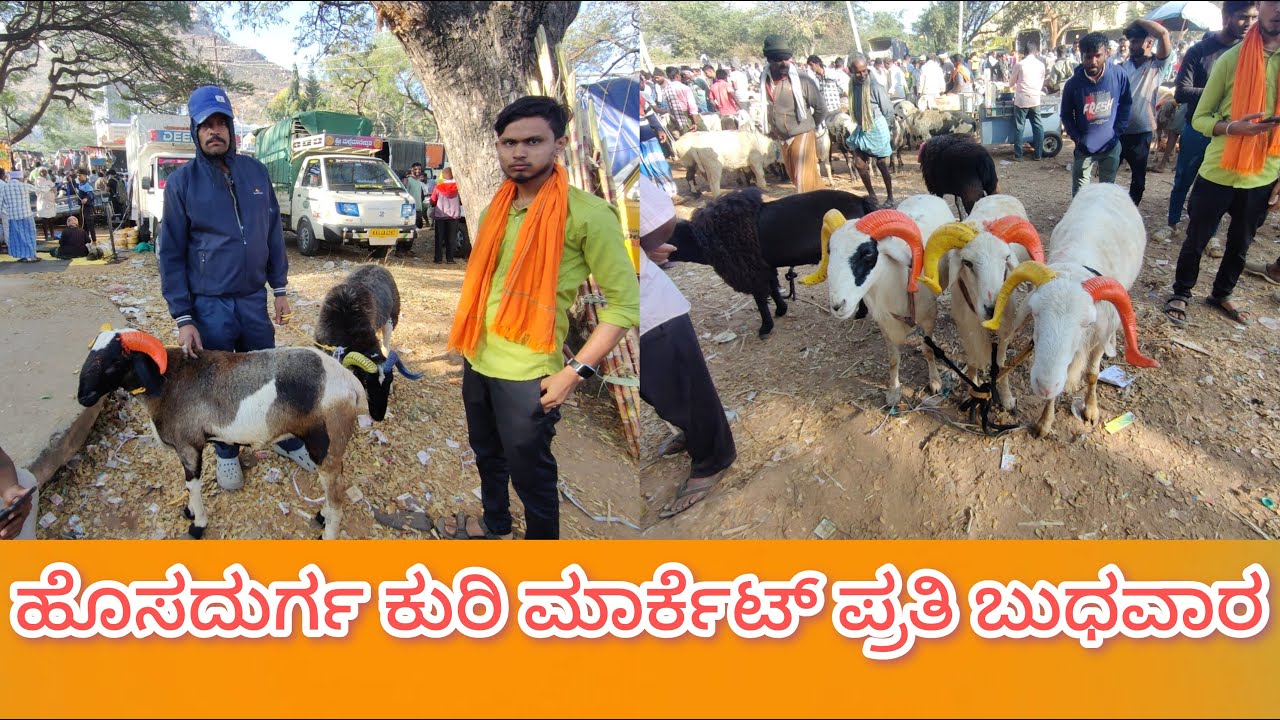 ಹೊಸದುರ್ಗ ಕುರಿ ಮಾರ್ಕೆಟ್ ಪ್ರತಿ ಬುಧವಾರ 4/2/2026 Hosadurga Sheep Market Every Wednesday