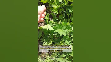 🔥Эта трава должна быть у каждой девушки 🔥💥МАНЖЕТКА💥