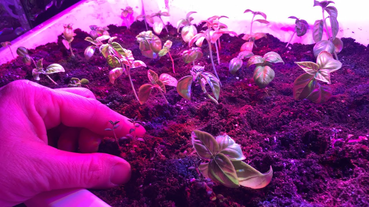 Update on The Altifarm:  The ALL SEASON Garden!