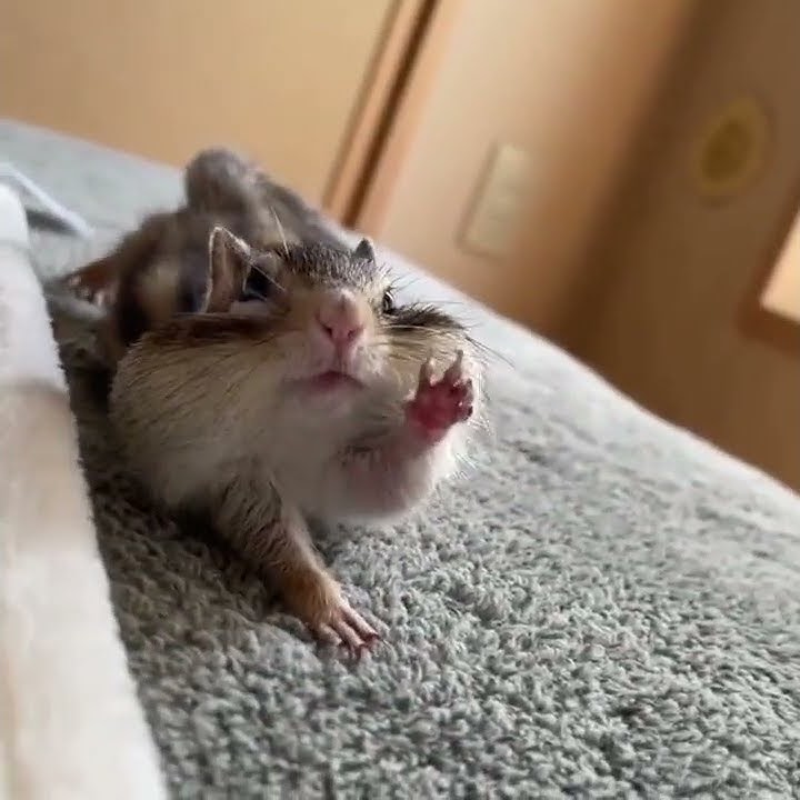 Going into Monday like 🥱  #stretching #chipmunk #animal #cute #squirrel #monday #funny #tired #lol