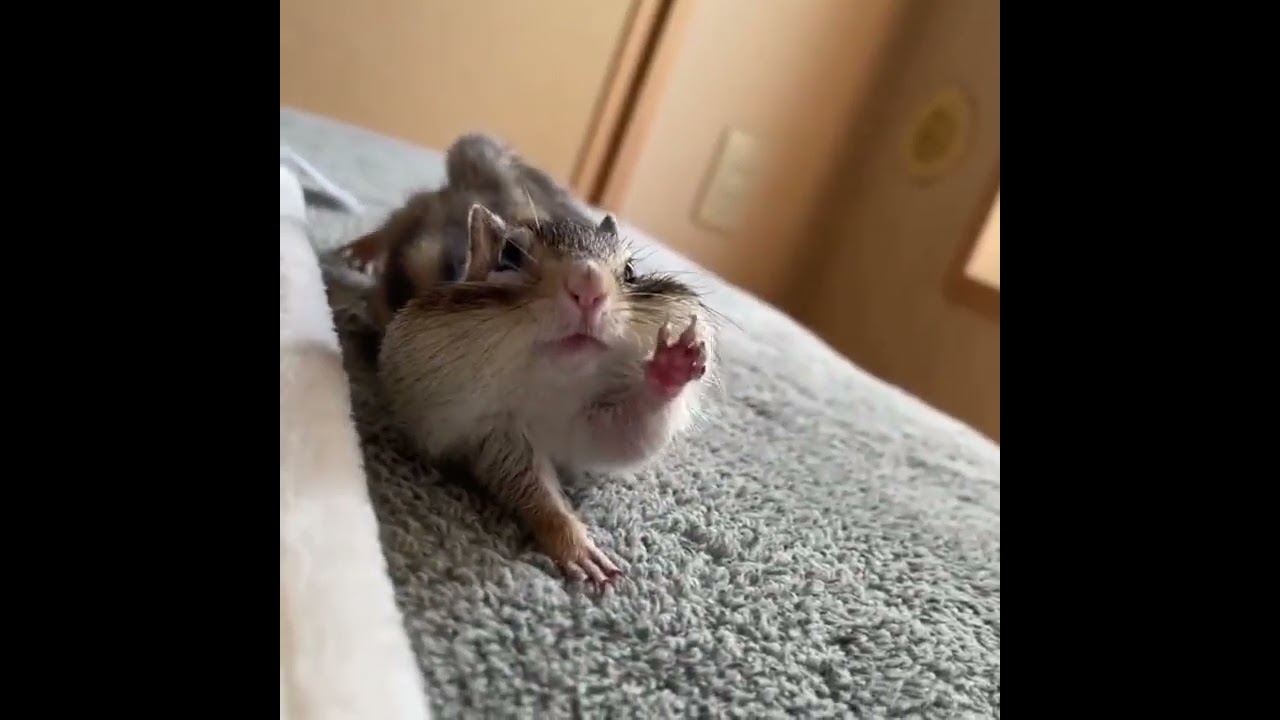 Sleduj Going into Monday like 🥱 #stretching #chipmunk #animal #cute #squirrel #monday #funny #tired #lol na YouTube Sleduj Going into Monday like 🥱 #stretching #chipmunk #animal #cute #squirrel #monday #funny #tired #lol na YouTube