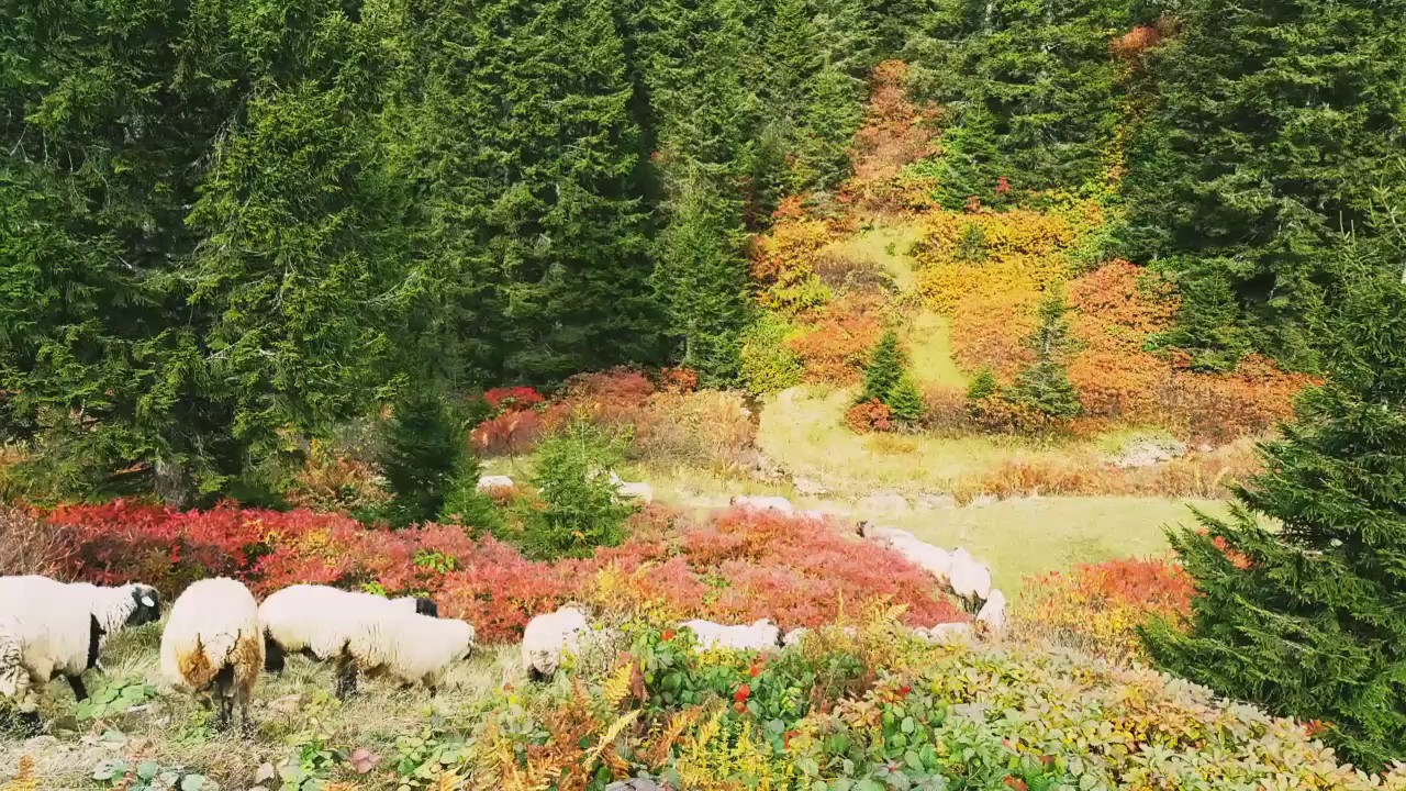 Natural life YouTube