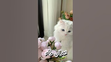 #قرآن #ياسر_الدوسري #اوتاكو #اكسبلور #ايرين_ييغر #شينوبو #كيبوب_ستان #مدريديستا #سورة_المؤمنون