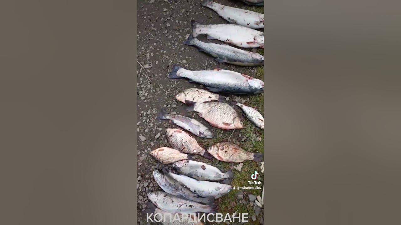 рибарче - YouTube