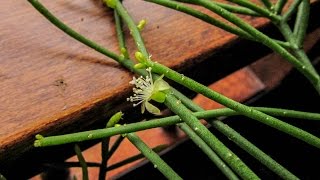 My Rhipsalis penduliflora Cactus plant in flower