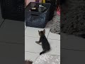 la bienvenida de ceci los bebes la recibieron con amor#amorfelino #ayudaanimal #gatos