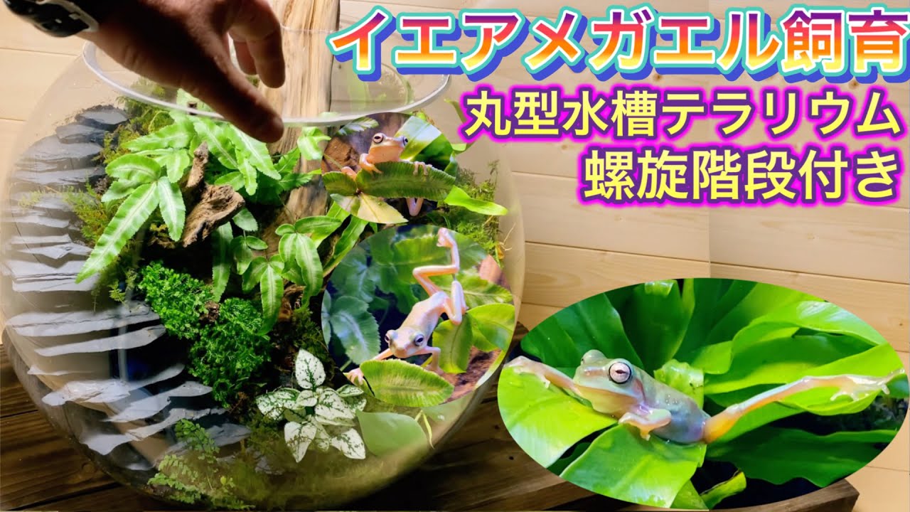 【特大丸型水槽テラリウム作り】螺旋階段付きイエアメガエル飼育