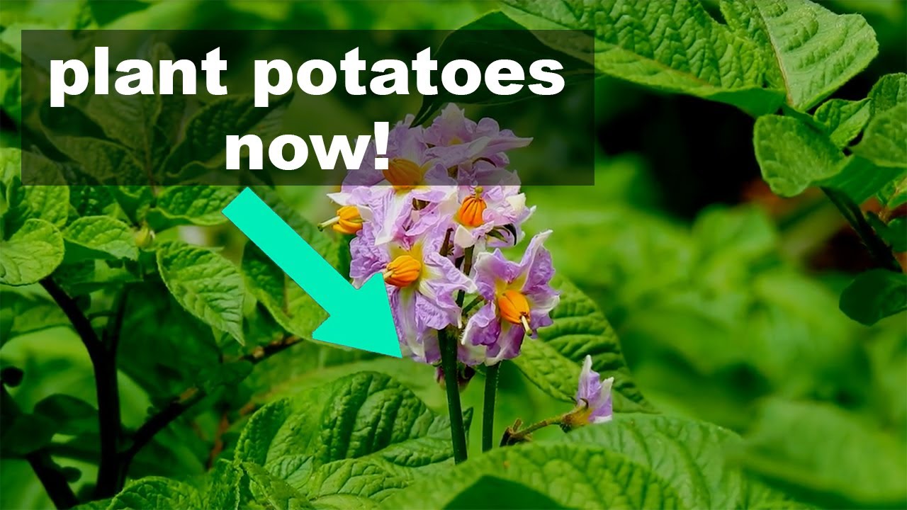 When To Plant Potatoes In The U.K.