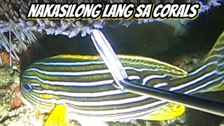 napaka gandang lipti yummy ang sabaw 🔥