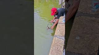 Download Lagu kerapu besar #kuliner #dothingsyoudontwanttodo #makan #realwaystomakemoneyfromhome MP3