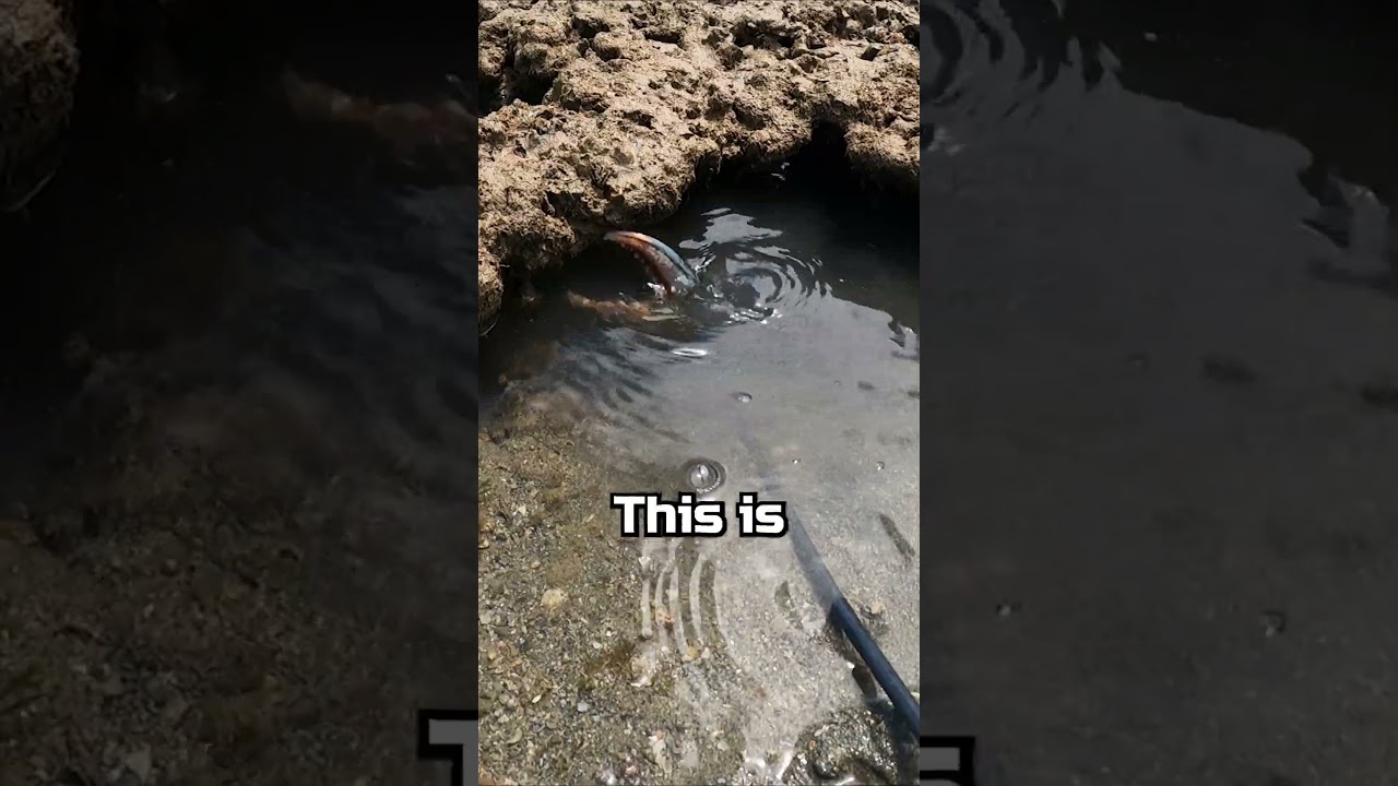 GIANT CRAB.. Its huge  #fishing #survivalchallenge #emergencyshelter #food #fishingfood #travel