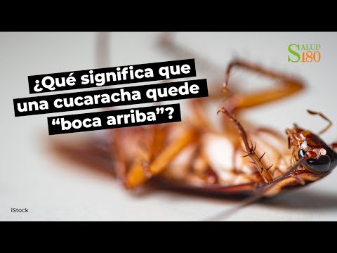 Video: ¿Las cucarachas liberan feromonas cuando mueren?