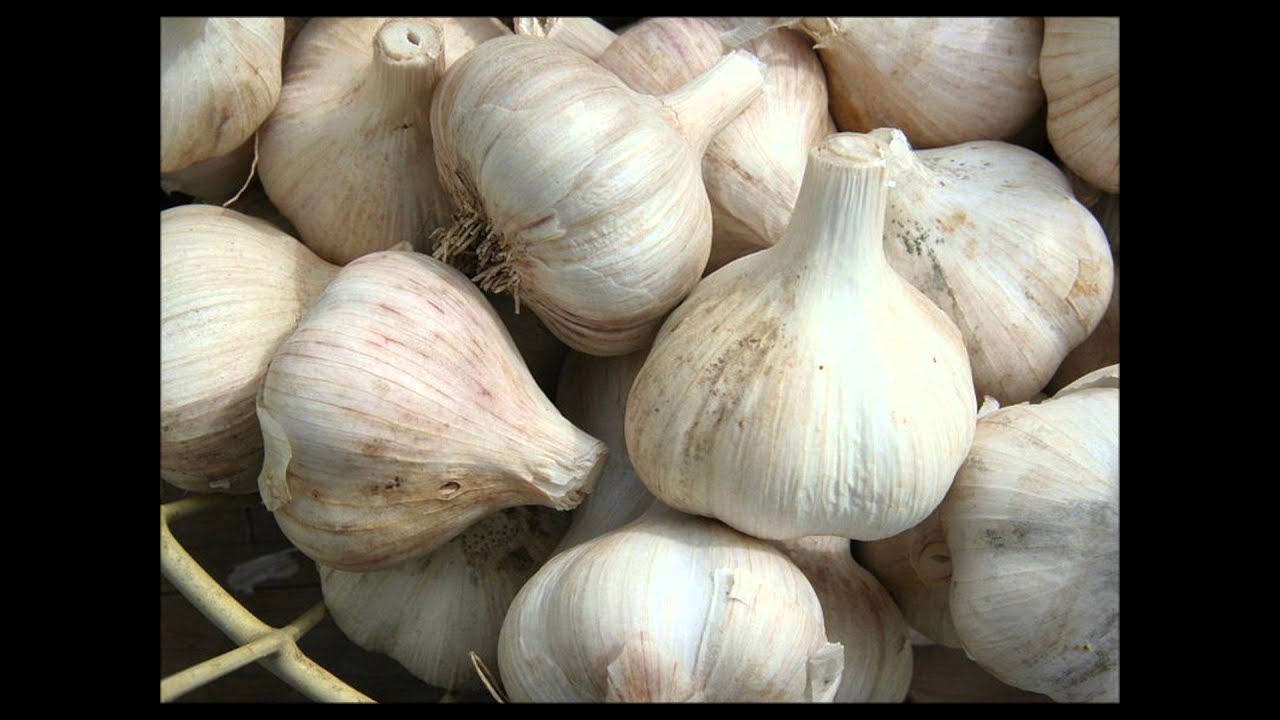 M. Savage, caller suffering w. Lyme Disease on garlic, best bacteria