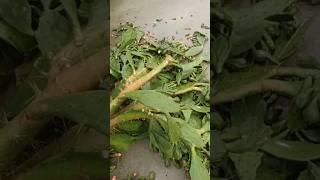 large cactus flower fell and was destroyed. #shorts