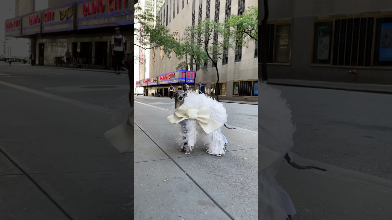 Fashion Dog Is Best Dressed in NYC!