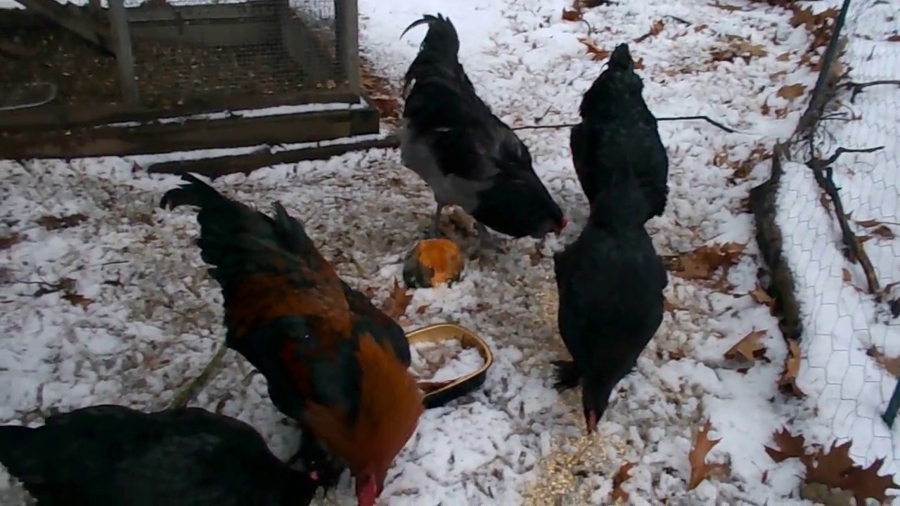 Bedtime tip for keeping chickens warm in winter - feed them scratch