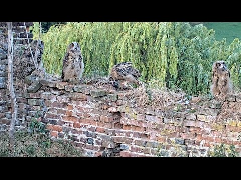 Eifel Prey and Eye Contact June 10–11 2025 live cam preview