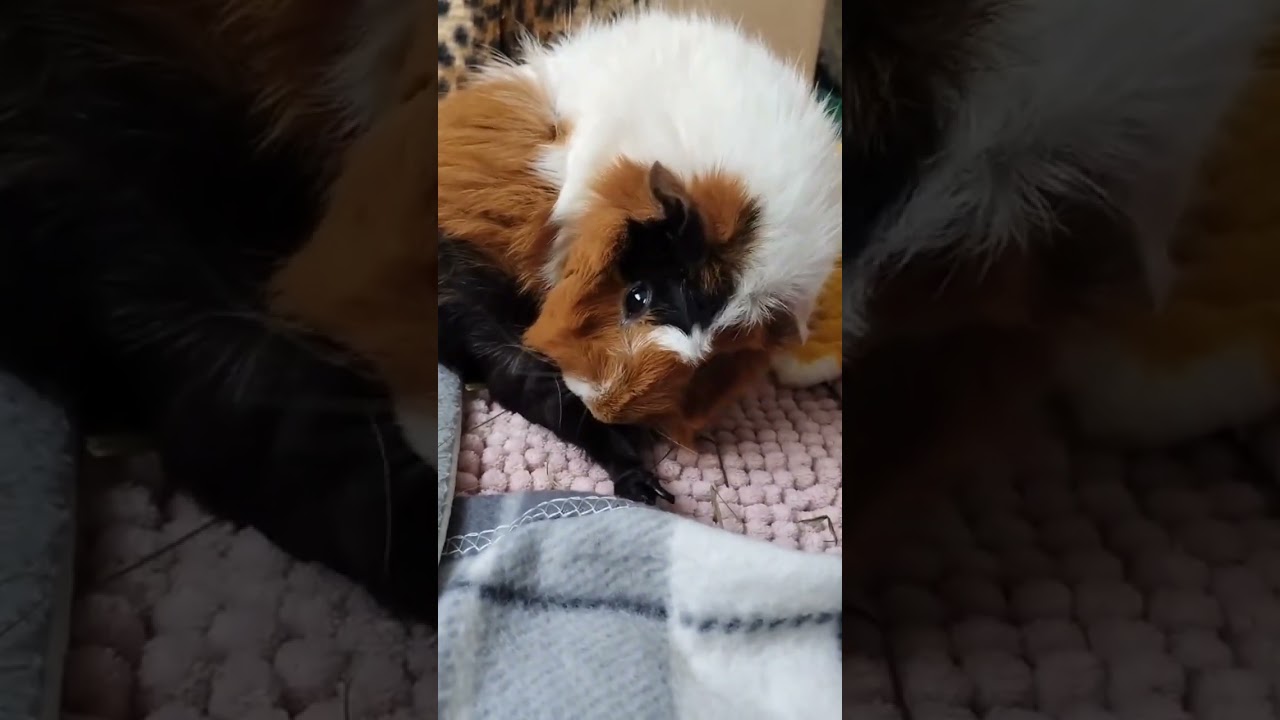 Guinea pig has an itch