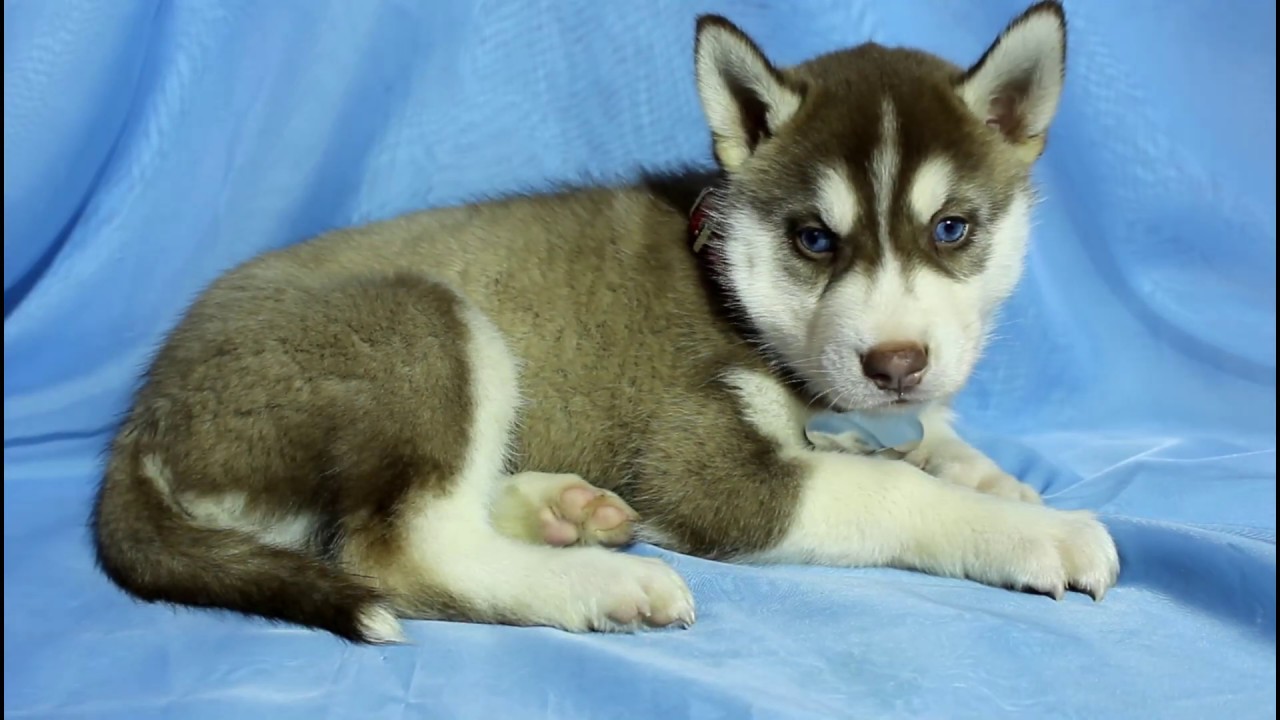 Хаски москва