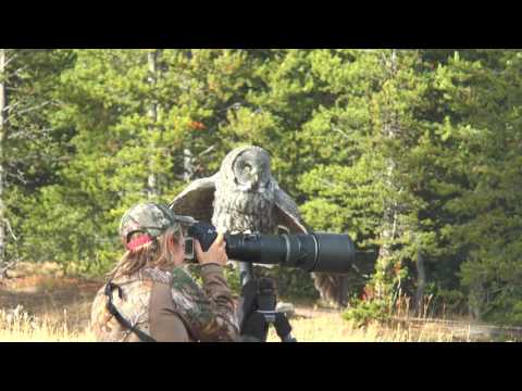 Great Grey Owl Flies on to Photographers Lens