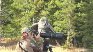 Great Grey Owl Flies on to Photographers Lens