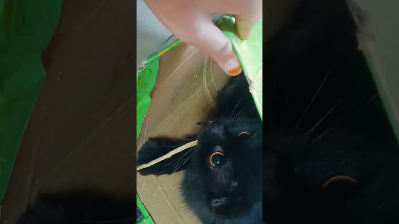 as fast as light My Cat 😺❤️ 