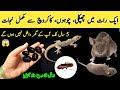 Get rid of rats, Mosquito, cockroach, lizard with homemade spray| powerful insects killer remedy😱