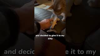The Surprising Truth About Cats and Big Toys