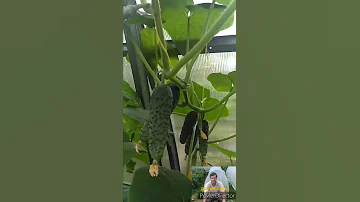 Когда сеять огурцы