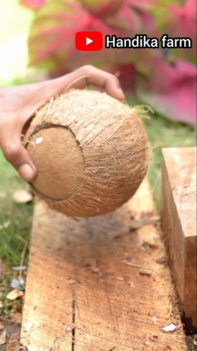 Coconut shell cutting skills by handika farm