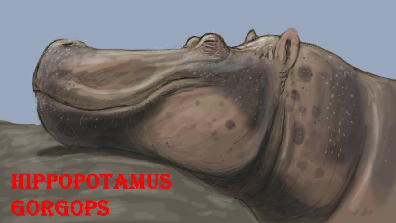 Hippopotamus gorgops - YouTube