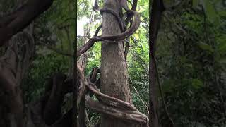 Jungle Ladders📍Banlung, Ratanakiri, Cambodia 🇰🇭