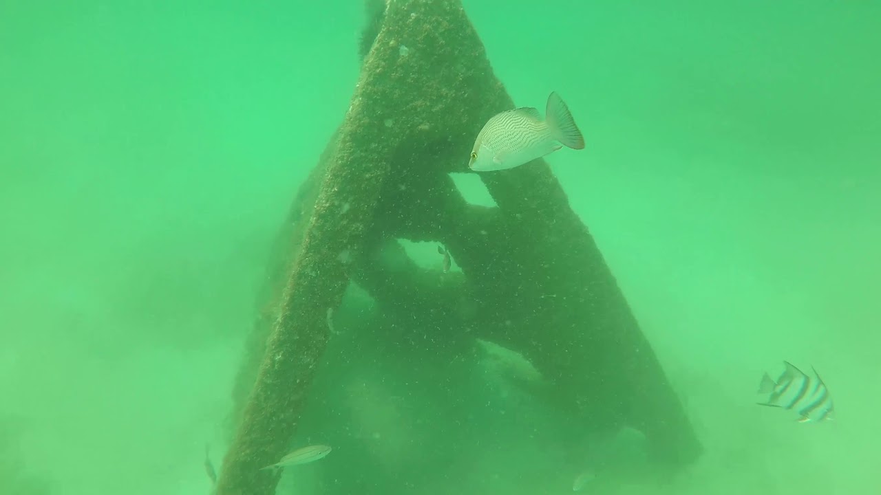 mexico primera division Post Hurricane Michael Surveys Bell Shoals 2 Aug 2019