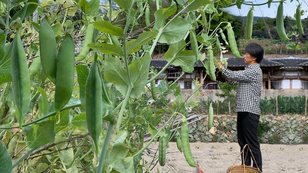 豌豆挂满枝藤，阿嬷摘来做豌豆凉糕和豌豆糕点，色泽翠绿口感Q弹丨Pea cake and Pea tofu【闽湖阿嬤Fujian Grandma】