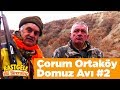 Çorum Ortaköy Domuz Avı 2 Rastgele Ali Birerdinç Yaban Tv  Wild Boar Hunting