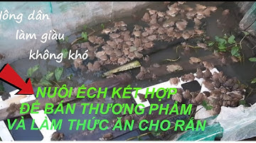 Quốc Lâm Channel - Ếch dùng Làm Thức Ăn Cho Rắn Ri Tượng, Ri Cá...??