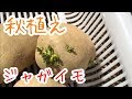 秋植えジャガイモ『家庭菜園だより』potato