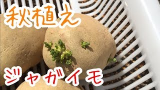 秋植えジャガイモ『家庭菜園だより』potato