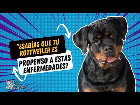 Video: Salud común y trastornos genéticos en Rottweilers