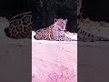 Onça Pintada Onça Pintada
