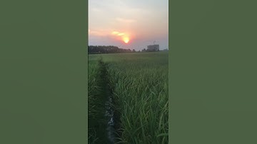 Đồng lúa chín chiều hoàng hôn