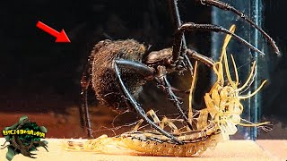 EPIC Encounter【Black Widow and Monstrous Centipedes】Maximum Tension by BICHOMANIA 10,540 views 5 months ago 8 minutes, 7 seconds