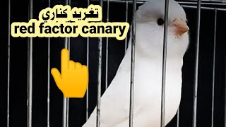 تغريد كناري,red factor canary