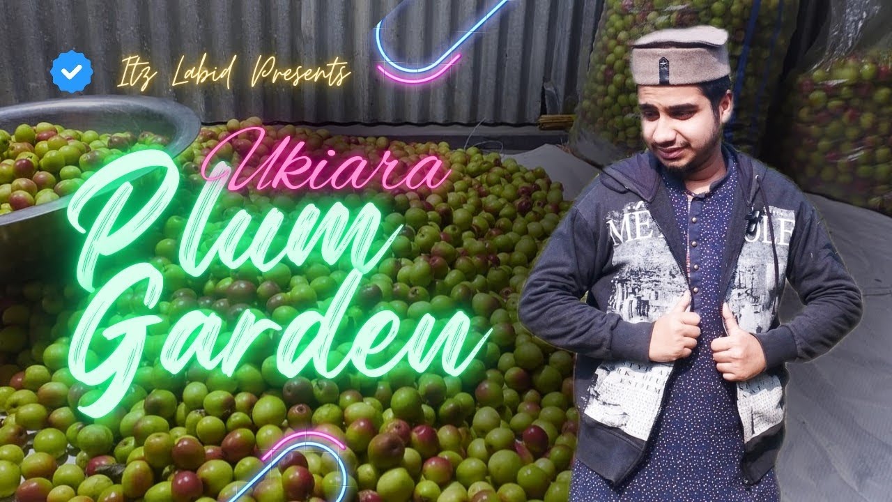 উকিয়ারা বড়ুই বাগান | মানিকগঞ্জের বড় বাগানসমূহের একটি | Bangla Vlog Video by Itz Labid