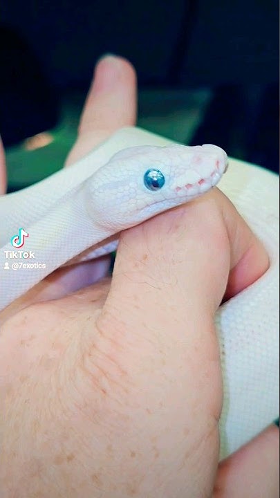 Blue Eyed Lucy Ball Python - YouTube