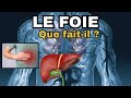 Le foie  tout savoir sur cet organe et comment le protger